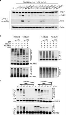 Small molecule MMRi62 targets MDM4 for degradation and induces leukemic cell apoptosis regardless of p53 status